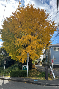 銀杏の木